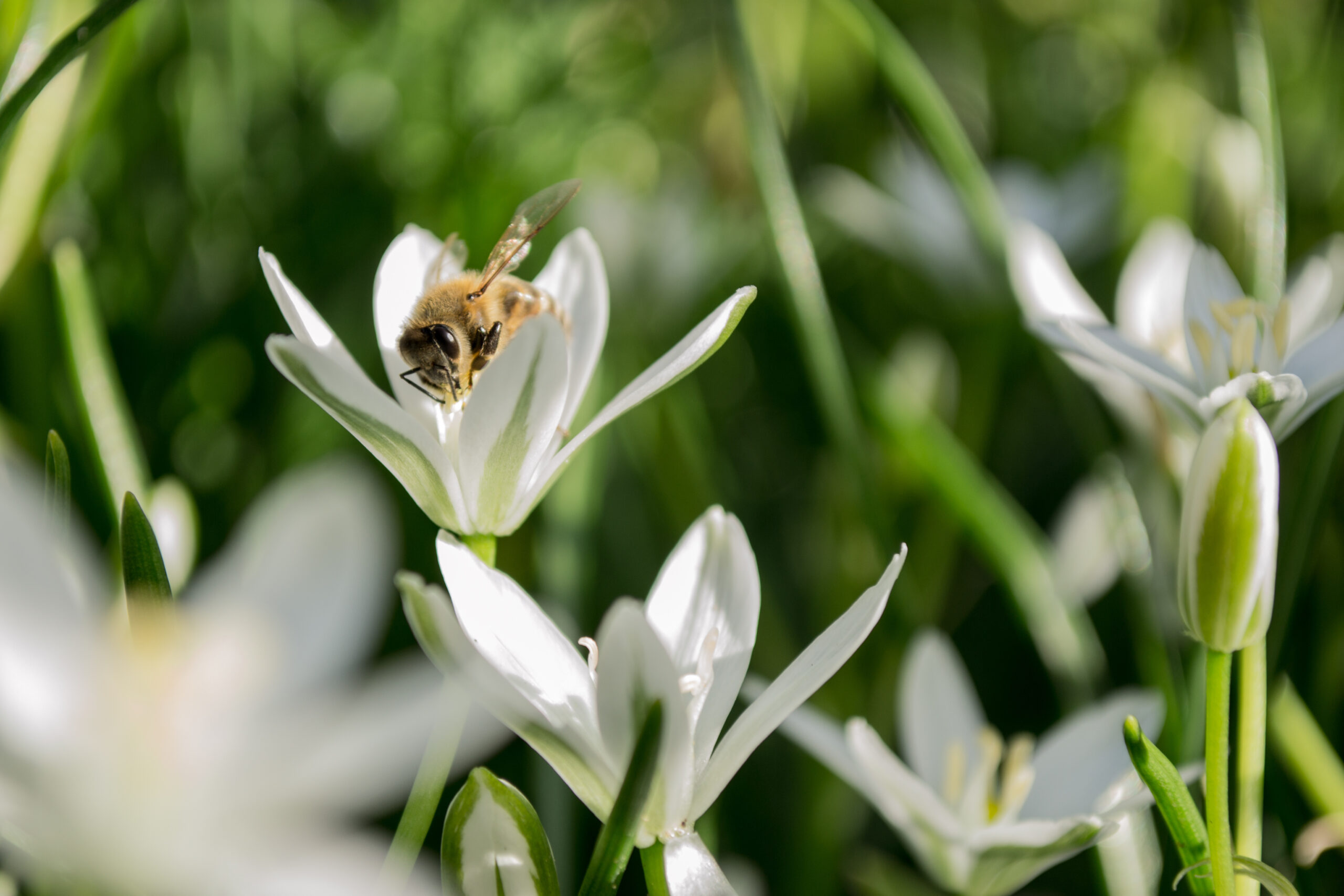 Ape su un fiore raccoglie nettare per il miele