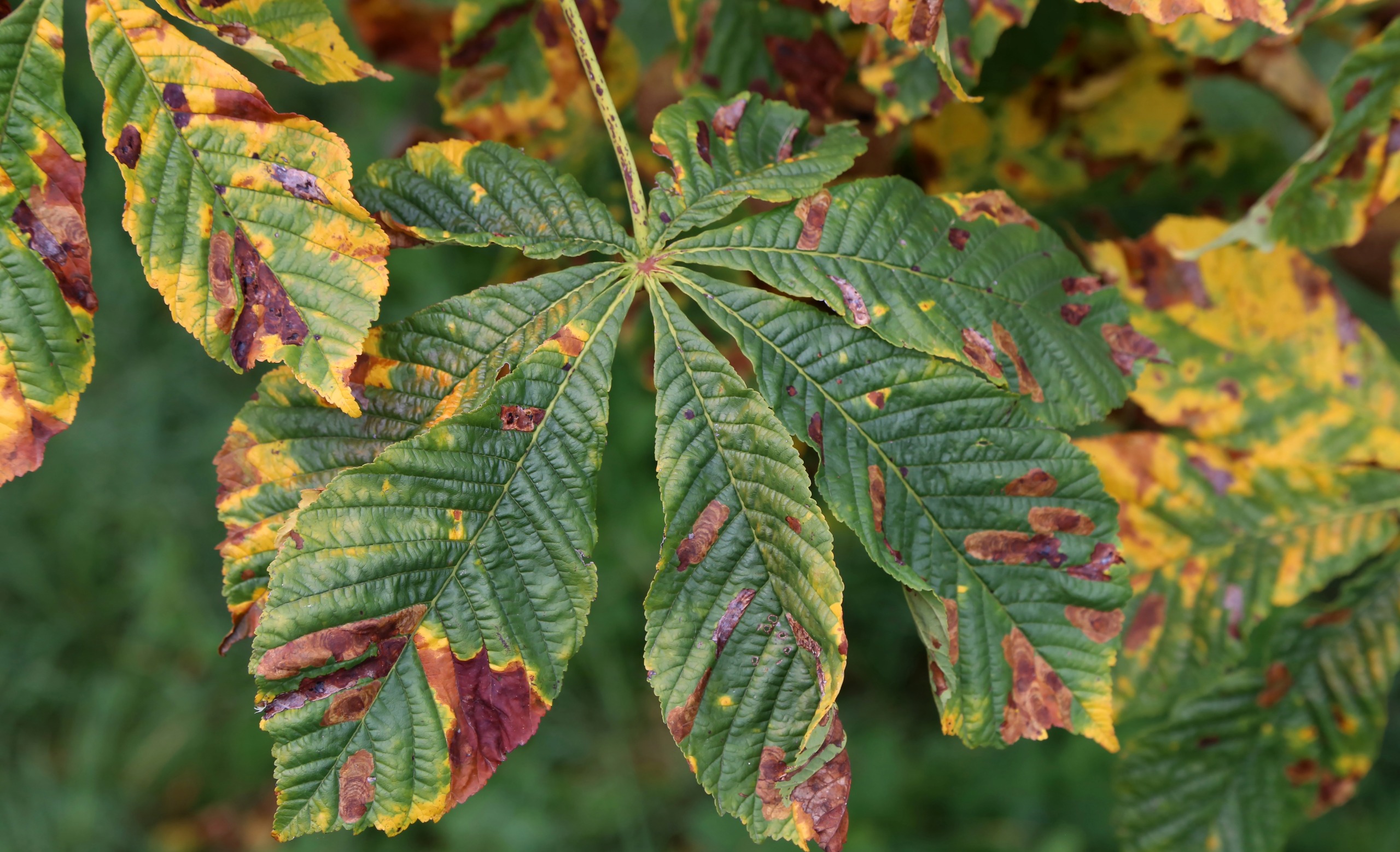 Flora apistica: Fiori di Castagno