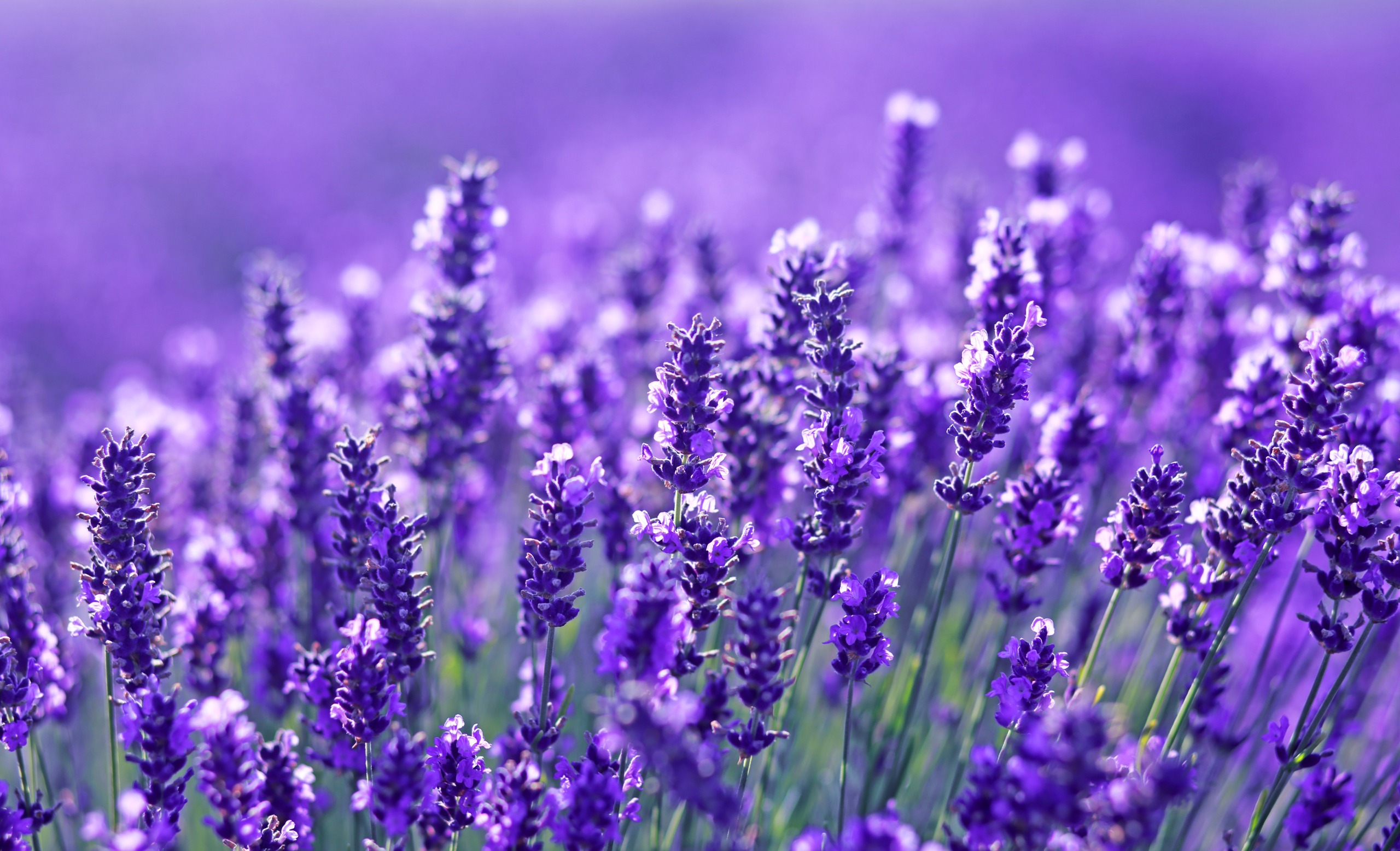 Flora apistica: fiore di Lavanda