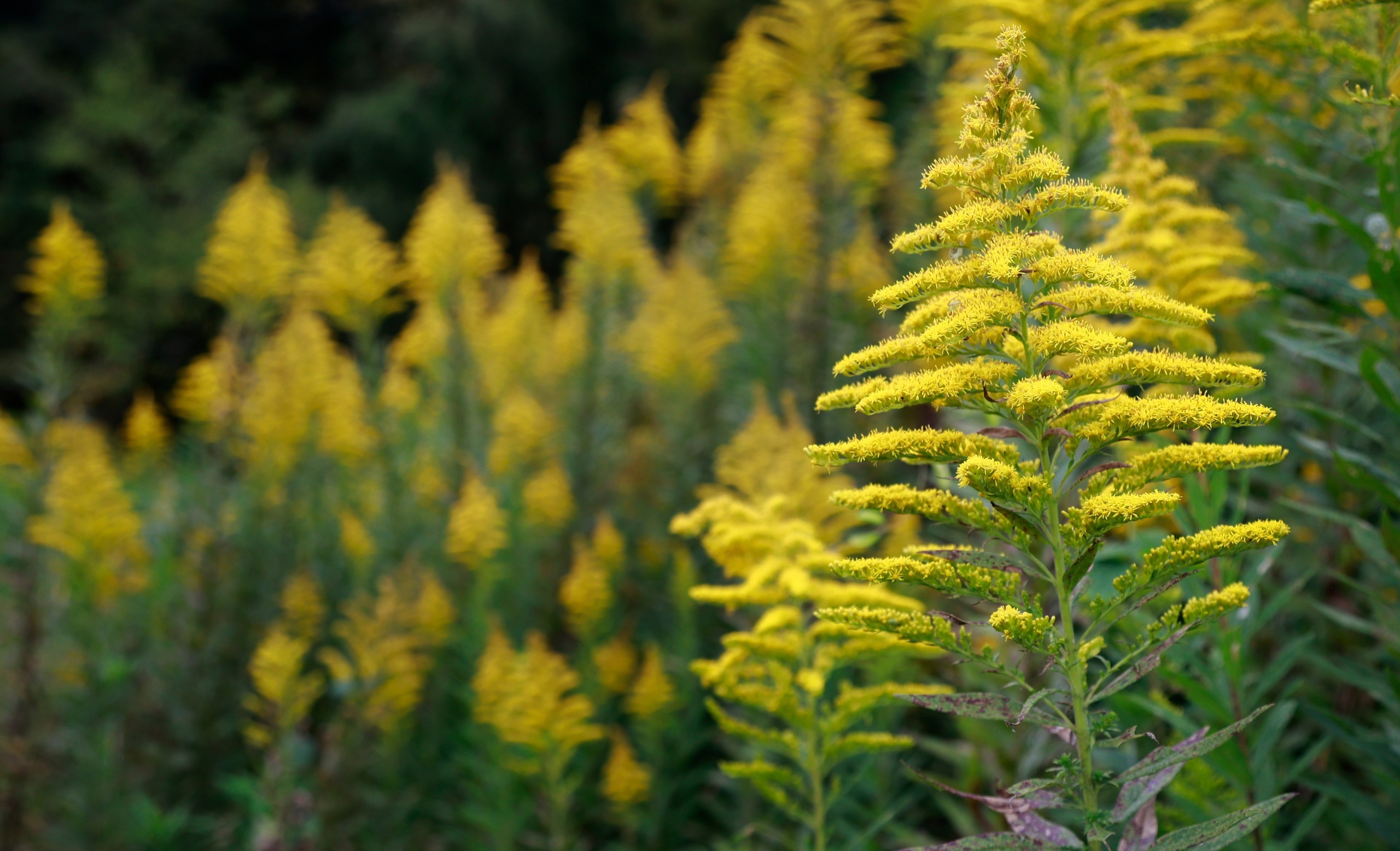 Flora apistica: fiore di Verga d'oro